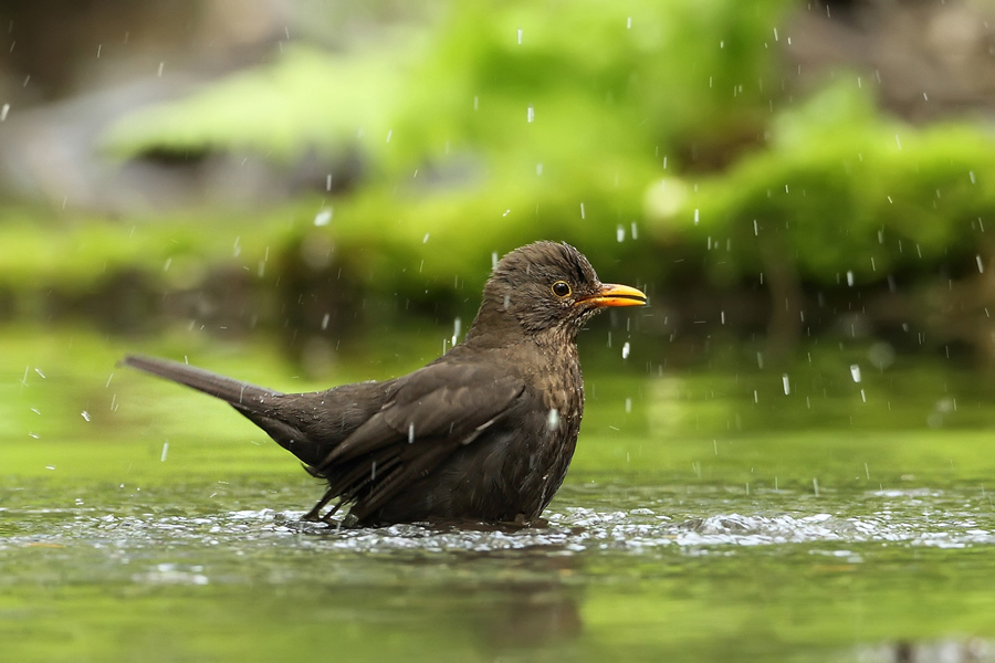 Kos čern&yacute; (Turdus merula
