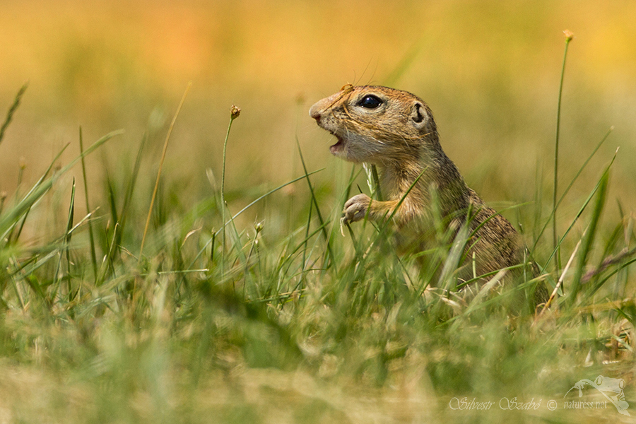 Sysel obecn&yacute; (Spermophilus citellus)