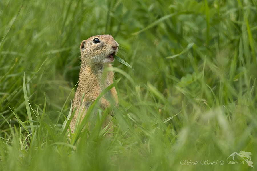 Sysel obecn&yacute; (Spermophilus citellus)