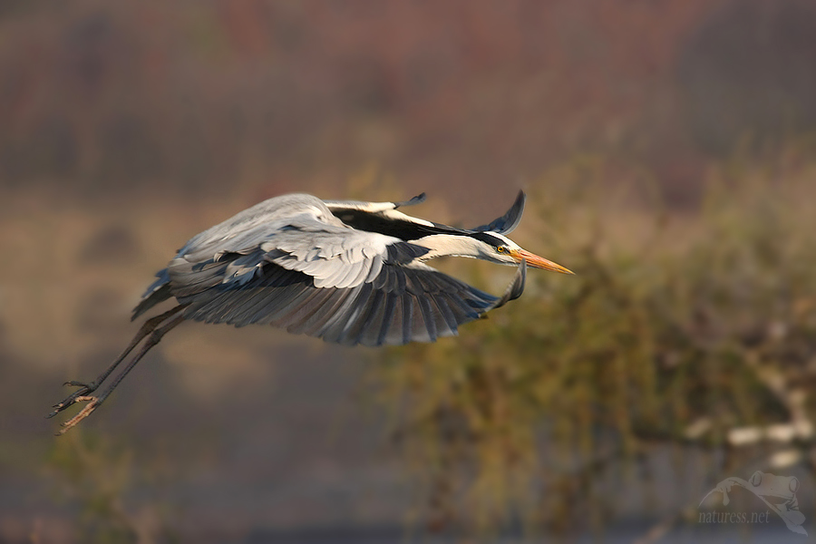 Volavka popelav&aacute; (Ardea cinerea)