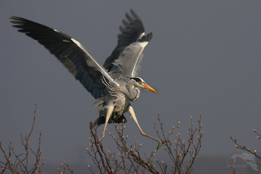 Volavka popelav&aacute; (Ardea cinerea)